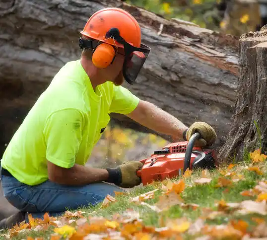 tree services Lake Isabella